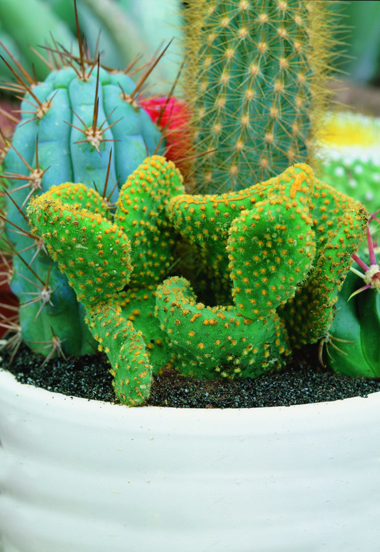 Mélange de cactus Opuntia colorés en pot, aux formes variées et épineuses.