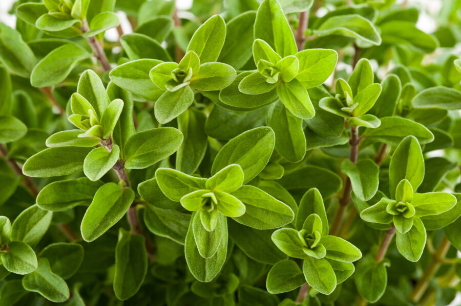 Origan commun en gros plan, aux feuilles ovales vert vif et légèrement duveteuses