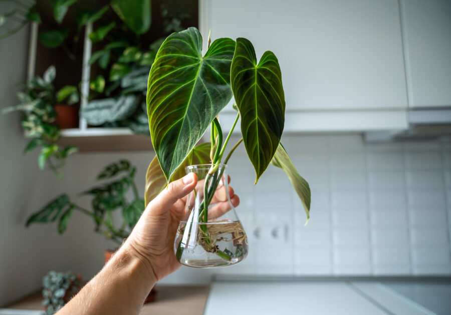 Philodendron cultivé dans un vase en verre, tenu par une main dans une cuisine moderne.