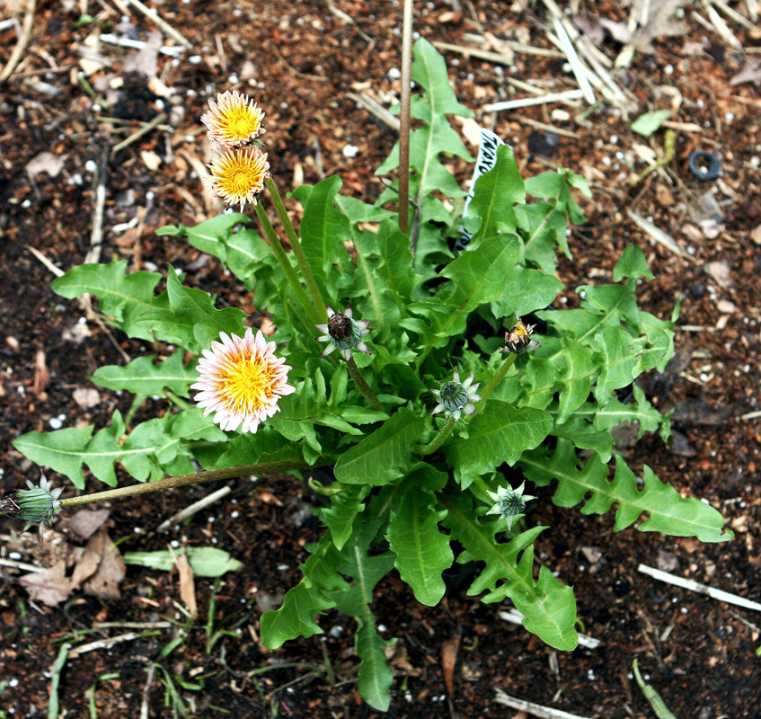 Plant de pissenlit rose en fleur avec feuillage dentelé au sol