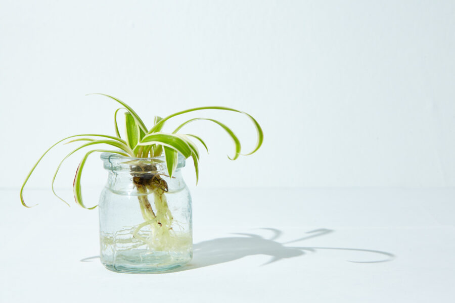 Plante araignée avec racines visibles dans un petit pot en verre rempli d’eau, en pleine croissance.