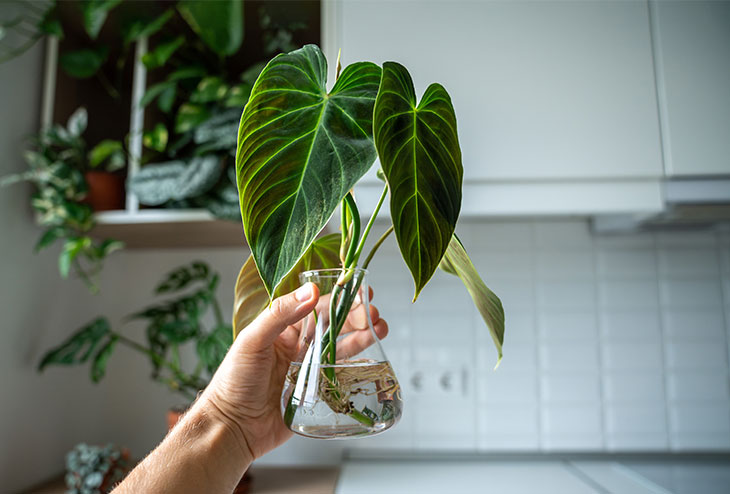 Boutures de plantes décoratives poussant dans des vases transparents remplis d’eau