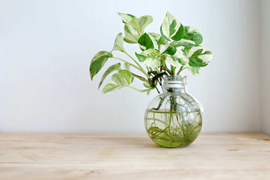 Pothos marbré cultivé dans une bouteille en verre remplie d’eau, placé sur une surface en bois.