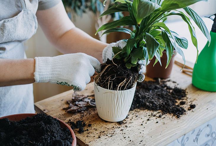 Rempotage d’une plante d’intérieur aux racines endommagées par la pourriture racinaire