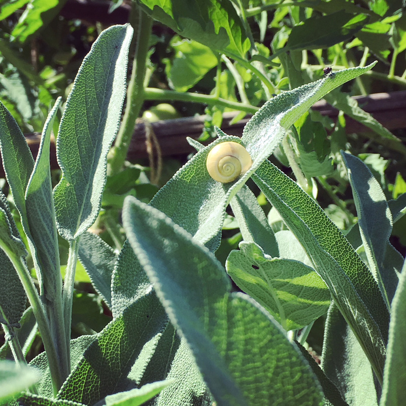 Feuilles de sauge commune épaisses et veloutées avec un escargot posé sur l’une d’elles