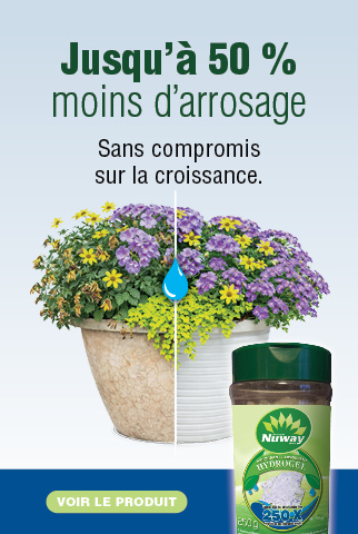 Ilot Sols Isabelle plante hydrogel