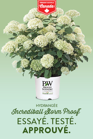 Ilot Proven Winners printemps 2026