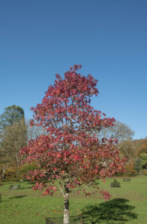 érable de Freeman arbre résistant conditions urbaines jardin Québec
