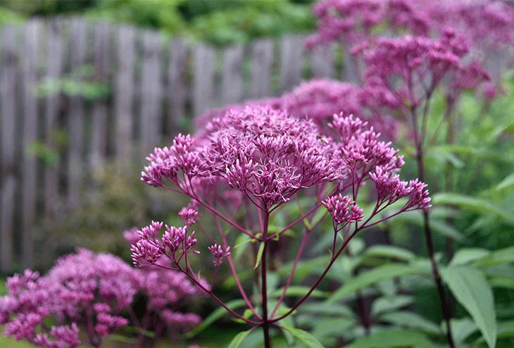 eupatoire maculée vivace indigène fleurs roses pollinisateurs jardin