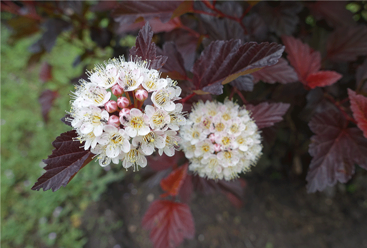 physocarpe arbuste résistant sécheresse feuillage décoratif jardin