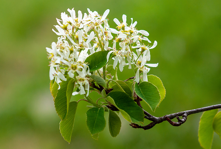 amélanchier arborescent arbre indigène fleurs blanches jardin Québec