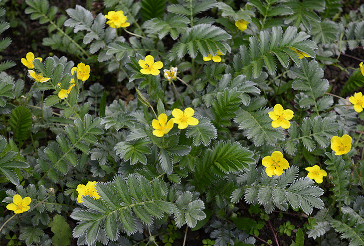 potentille ansérine couvre-sol résistant sécheresse sol pauvre jardin