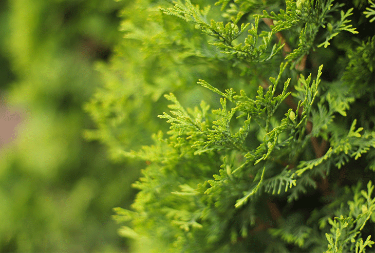 thuya occidental conifère résistant haie jardin conditions difficiles