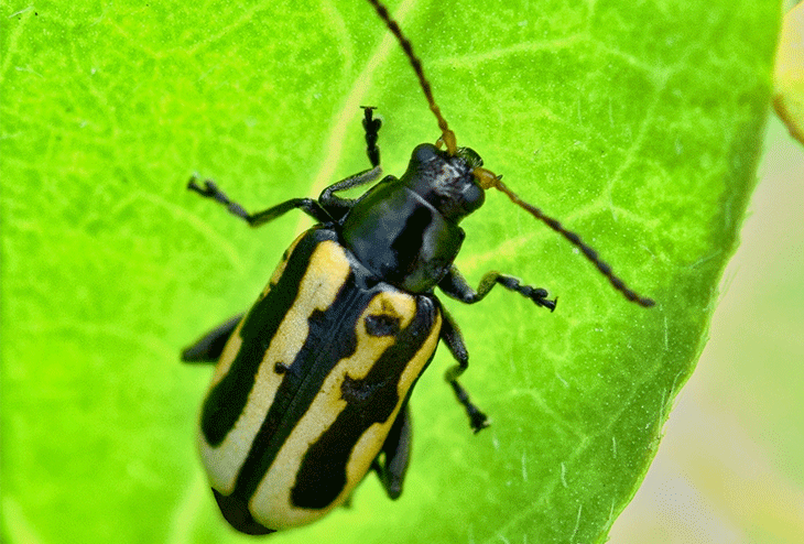 feuilles de plantes perforées par des altises des crucifères