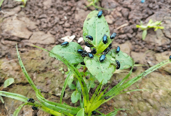 altise insecte potager gros plan